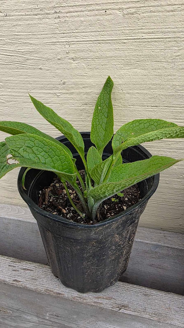 Comfrey plants - photo 2