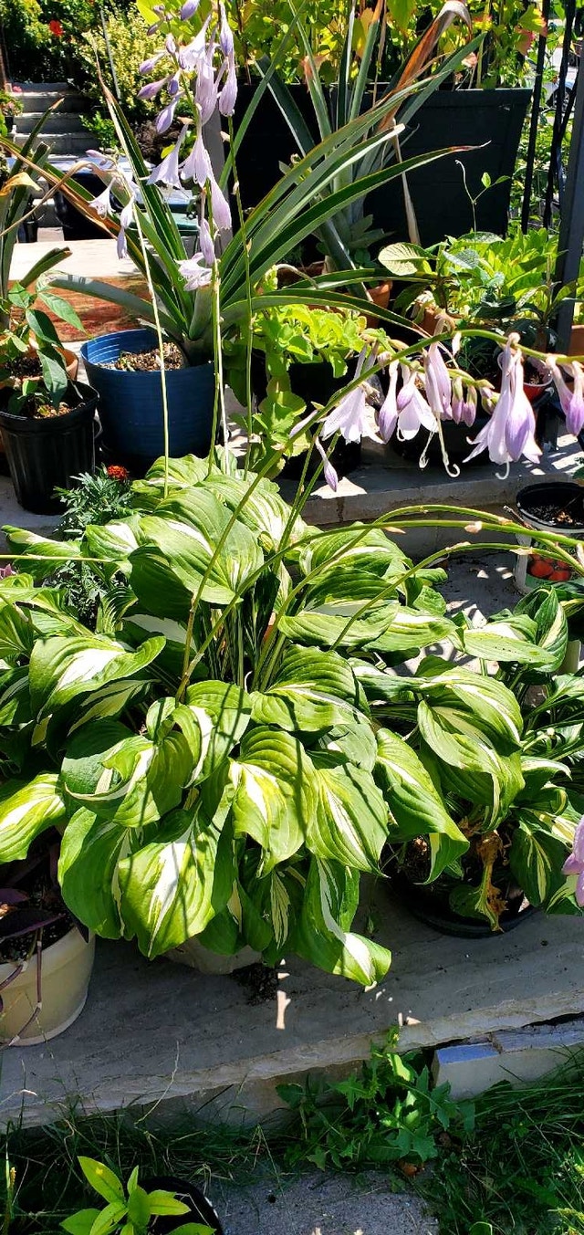 Hosta Plant - photo 5