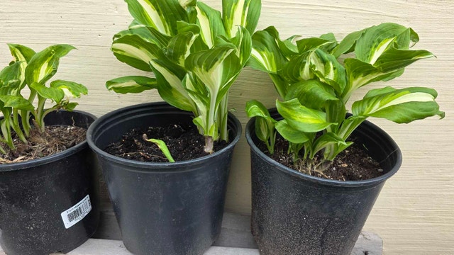 Hosta Plant - photo 2