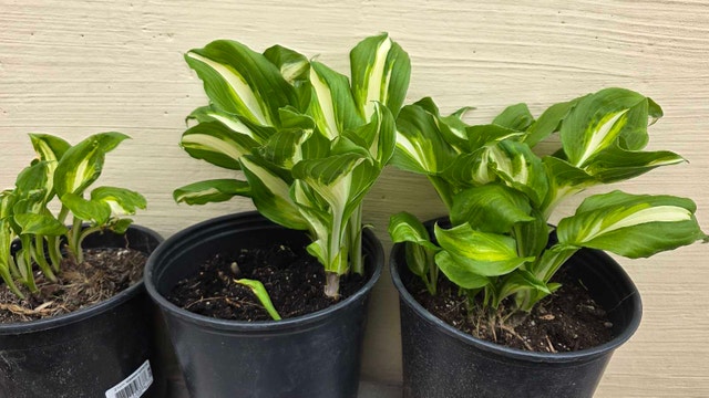 Hosta Plant - photo 3
