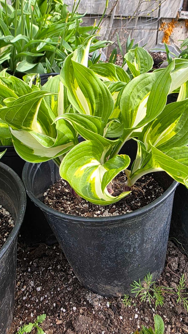 Hosta Plant