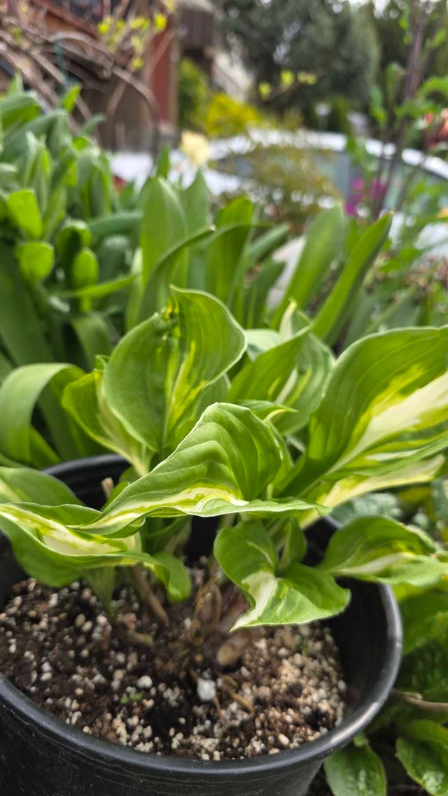 Hosta Plant - photo 4