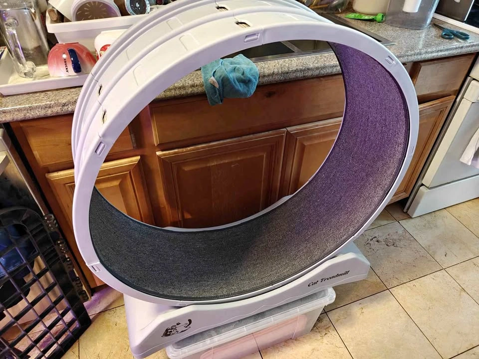 Cat Treadmill