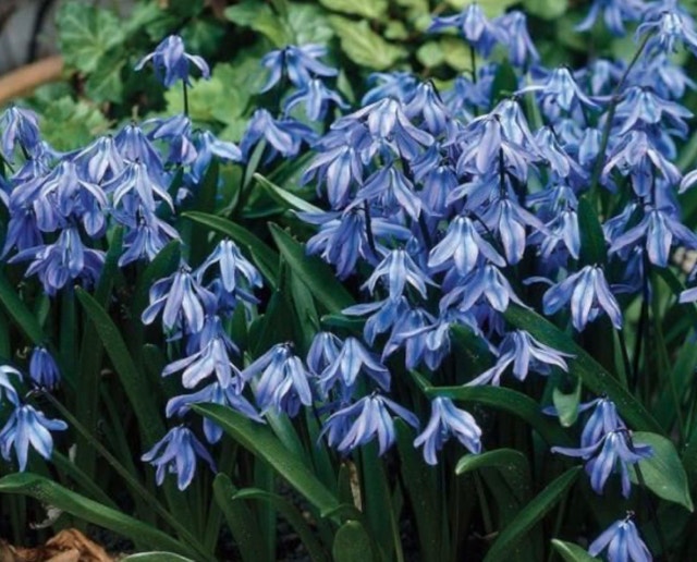 WANTED: Blue and White Siberian Squill