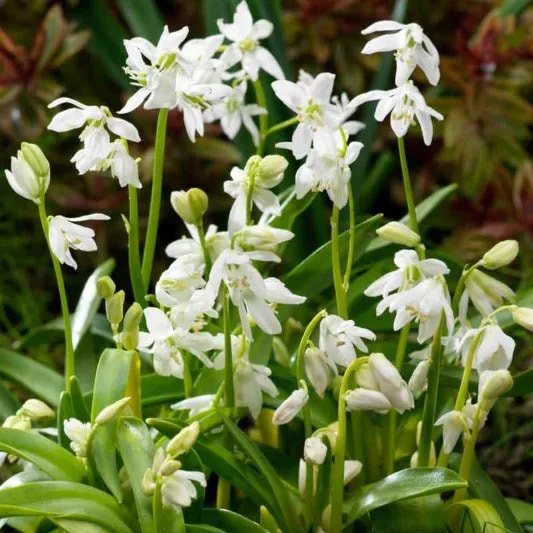 WANTED: Blue and White Siberian Squill - photo 2