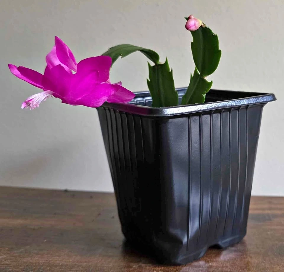 Thanksgiving Cactus