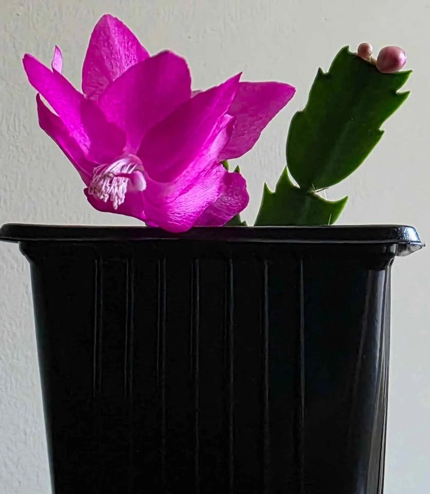 Thanksgiving Cactus - photo 2