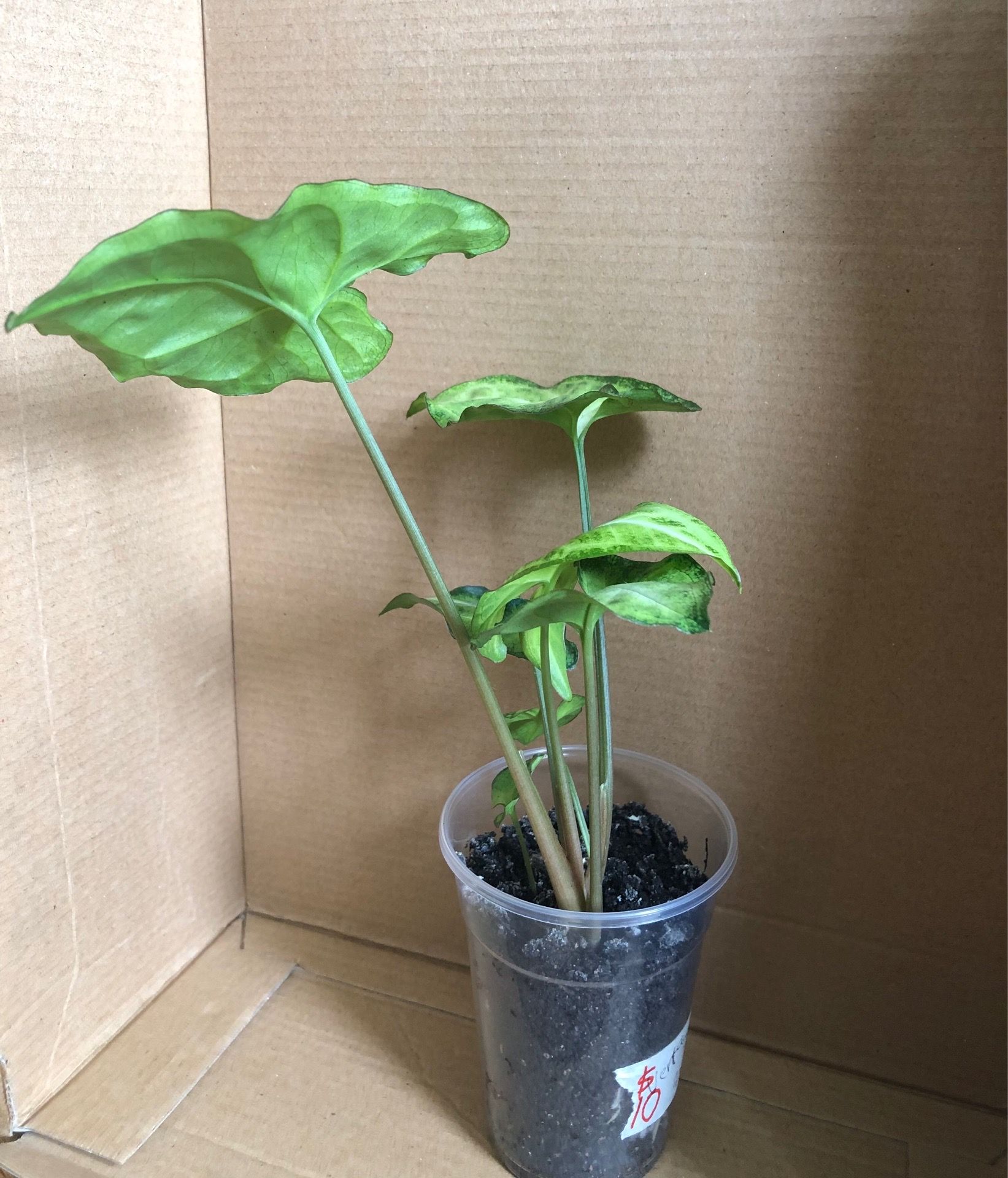 White Butterfly Syngonium