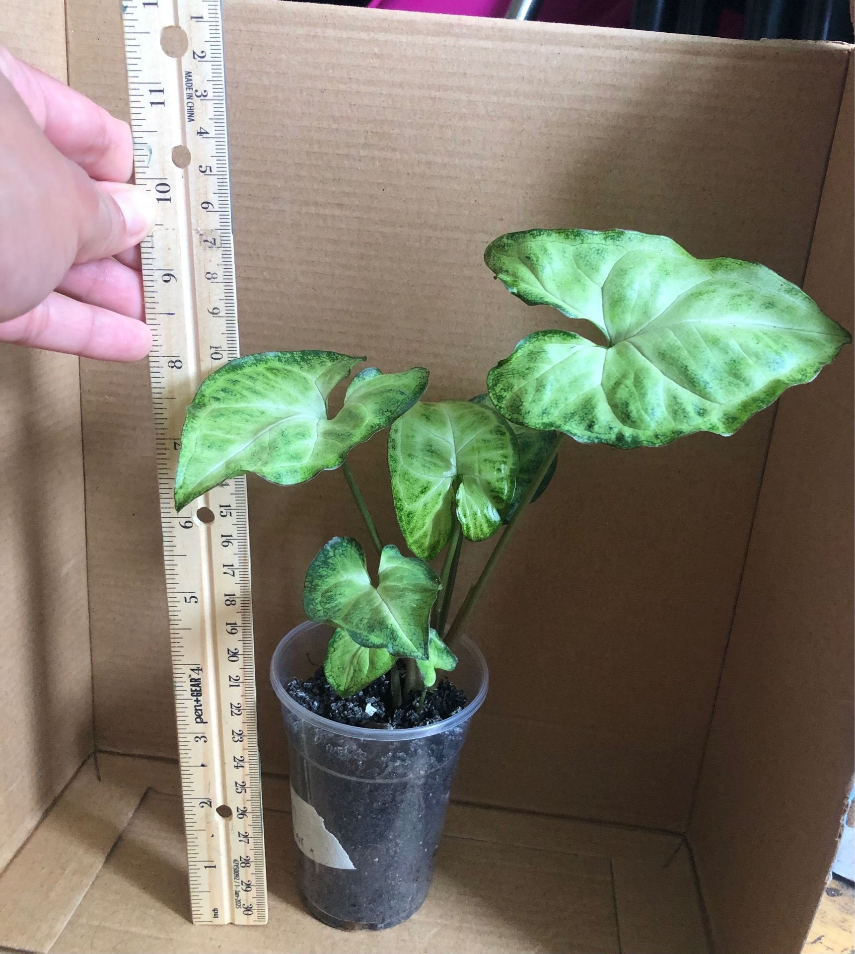 White Butterfly Syngonium - photo 2