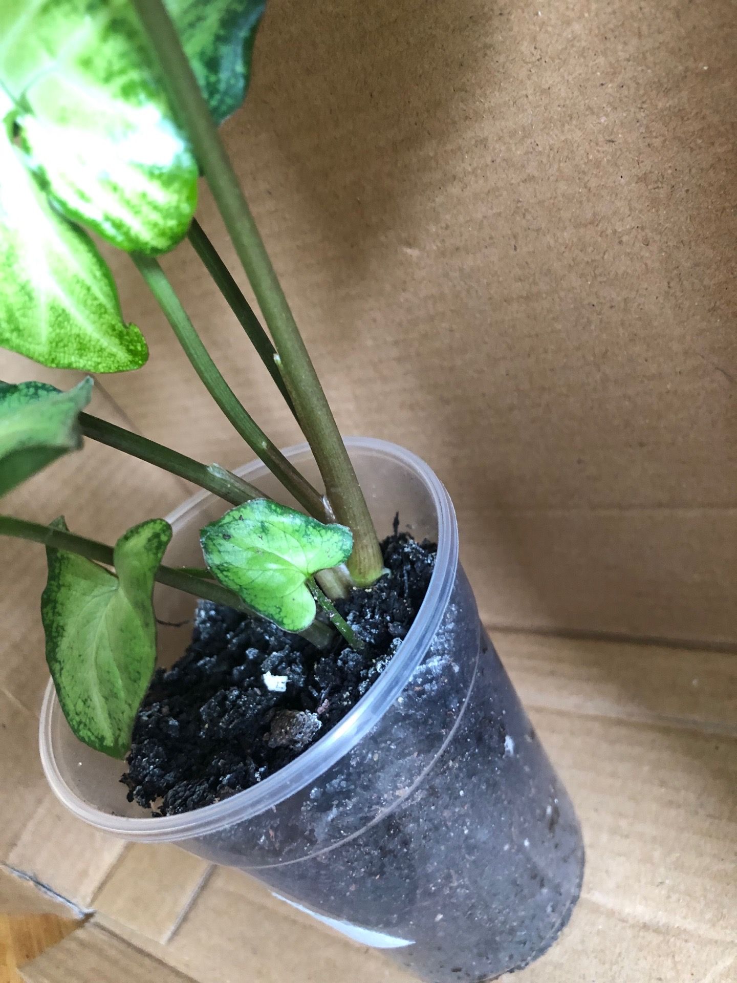 White Butterfly Syngonium - photo 3