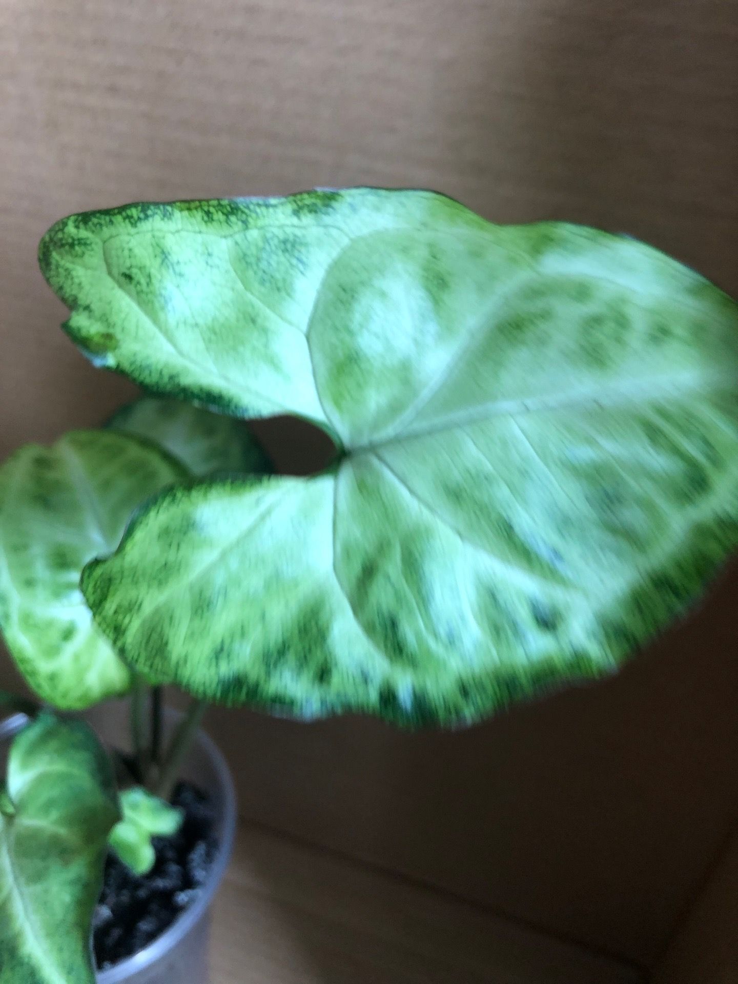 White Butterfly Syngonium - photo 4