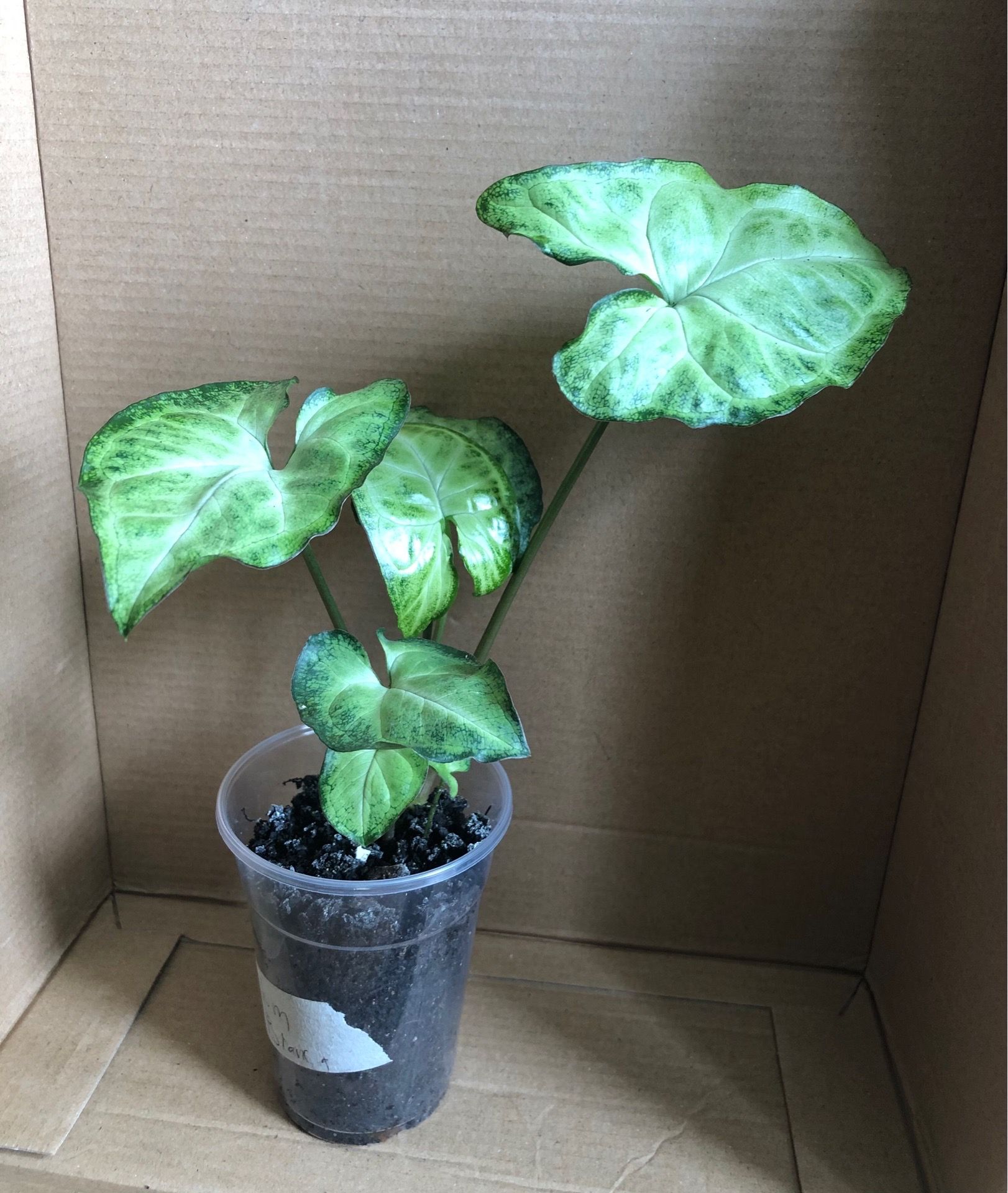 White Butterfly Syngonium - photo 5
