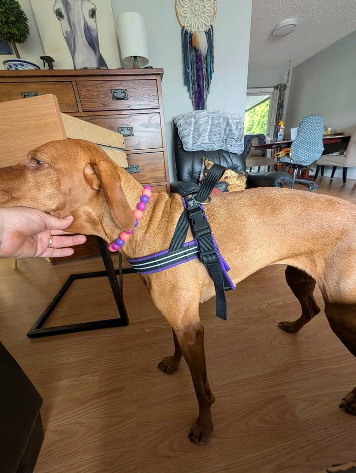 3 Medium Dog Harnesses - Good Used Condition - photo 5