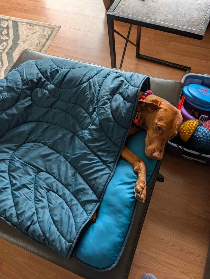 Doggy Sleeping Bag - photo 3