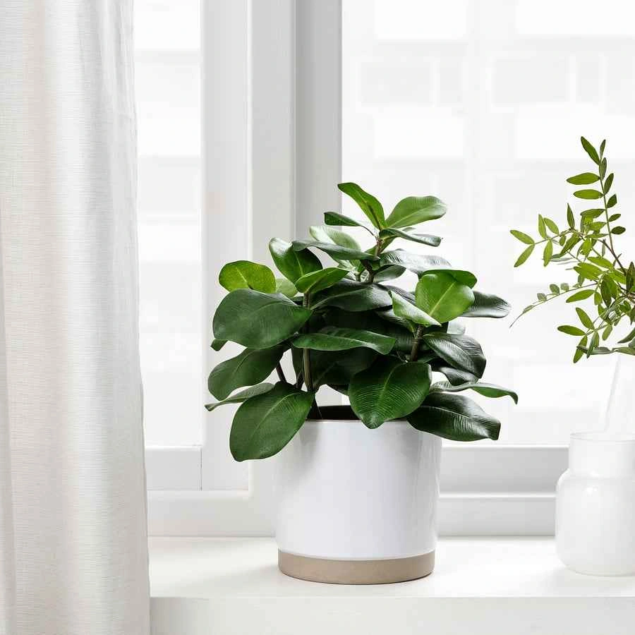IKEA FEJKA Artificial Plant – Clusia | 12.6" | Like New - photo 2