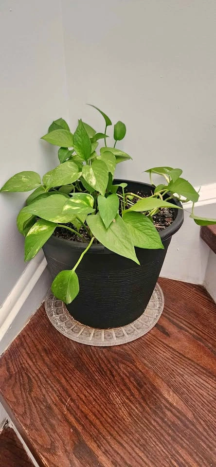 Pothos Plants in Pots (3 large pots)