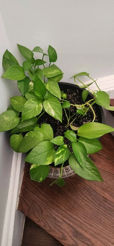 Pothos Plants in Pots (3 large pots) - photo 2