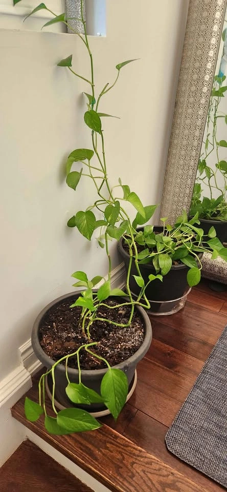 Pothos Plants in Pots (3 large pots) - photo 3