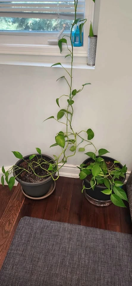 Pothos Plants in Pots (3 large pots) - photo 4