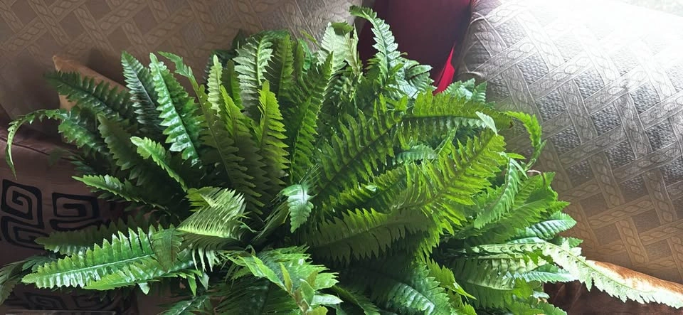 Fake fern - photo 2