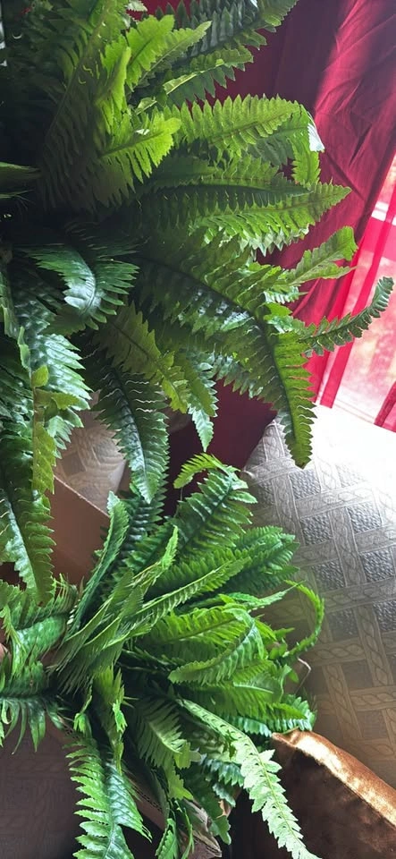 Fake fern - photo 3