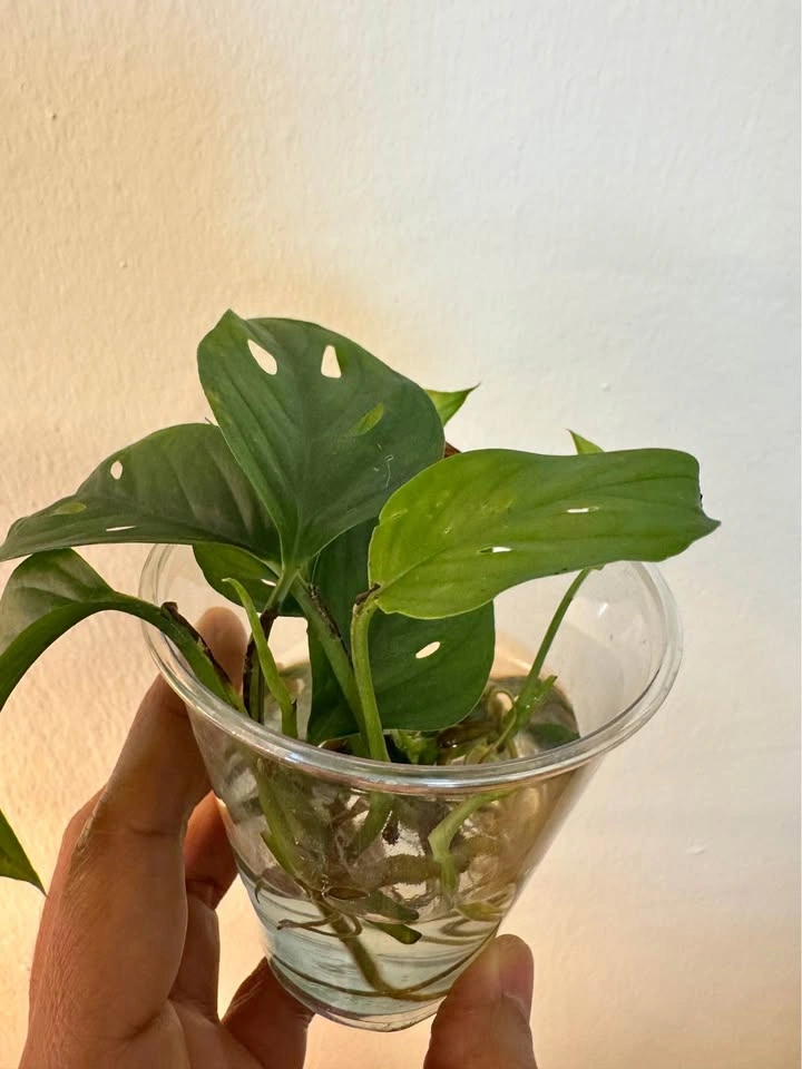 Monstera Adonsinii