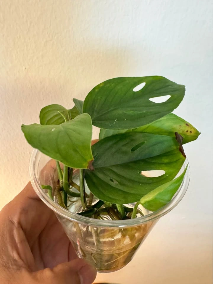 Monstera Adonsinii - photo 2