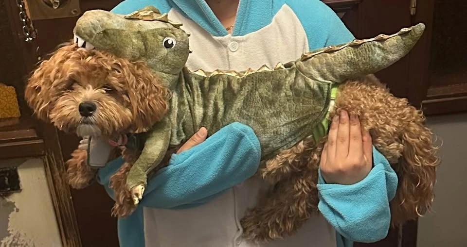 Pet Costume Bundle - Dinosaur, Hot Dog, and Nun Outfits - photo 5
