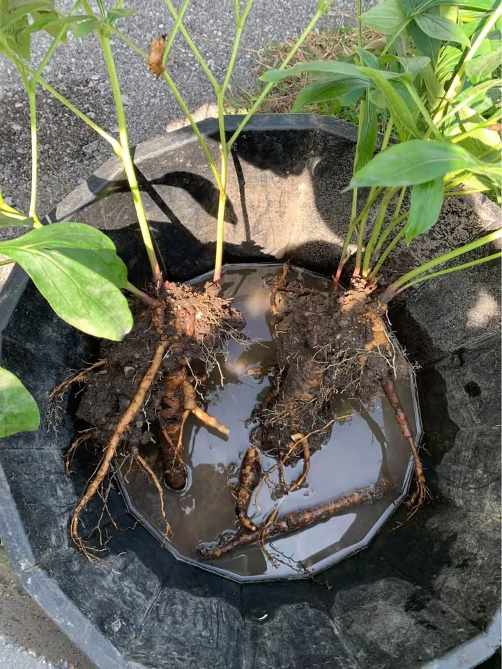 Pink Peony Root – Beautiful Perennial Flower image indicator(2)