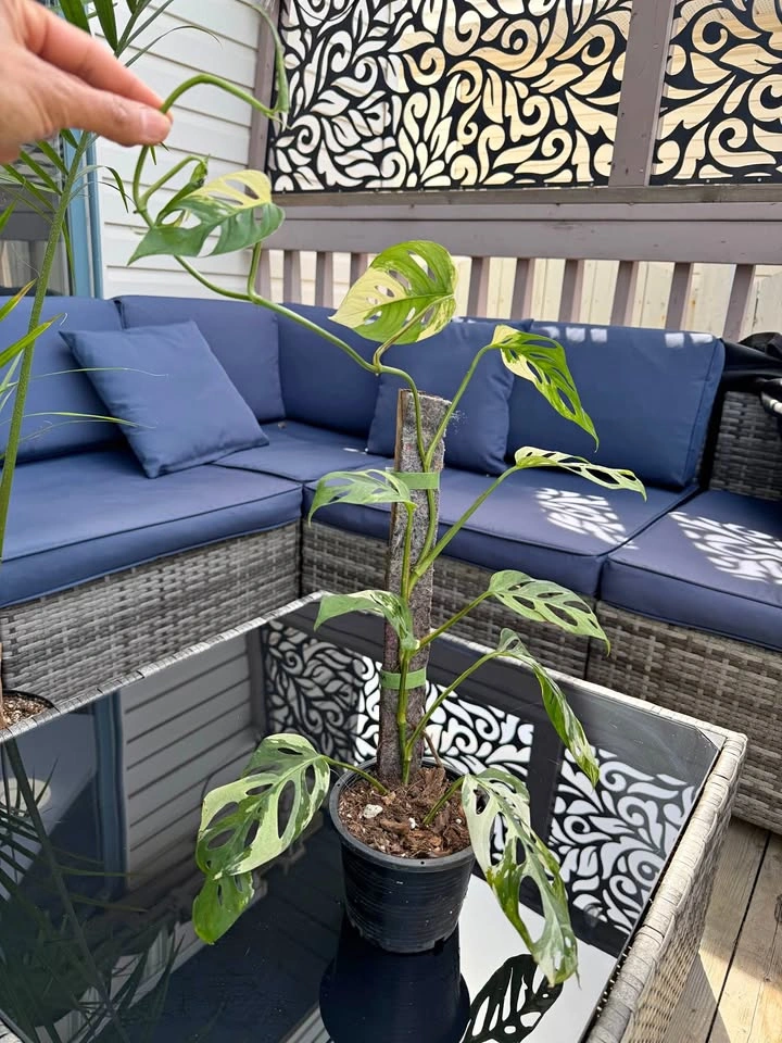 Monstera Adonsonii Variegated