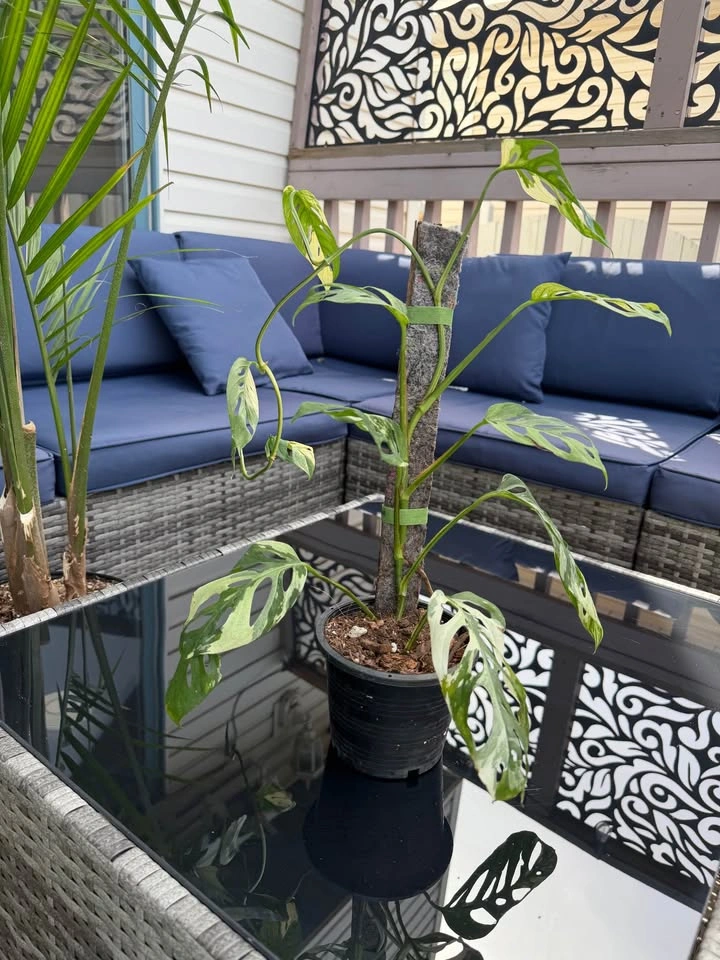 Monstera Adonsonii Variegated - photo 2