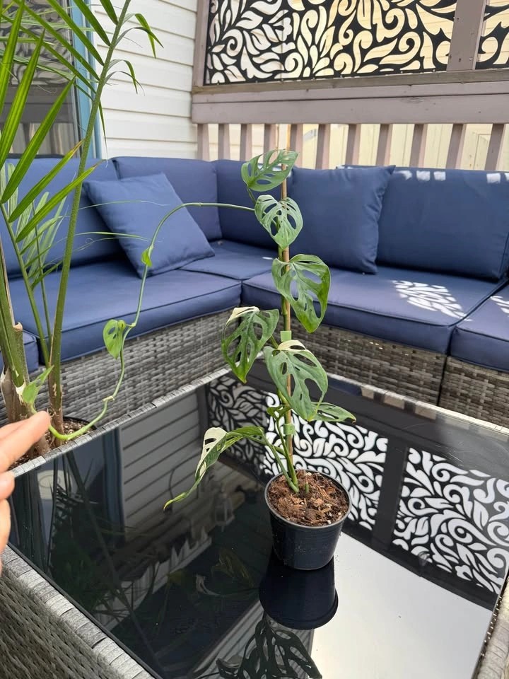 Monstera Adonsonii Variegated - photo 3