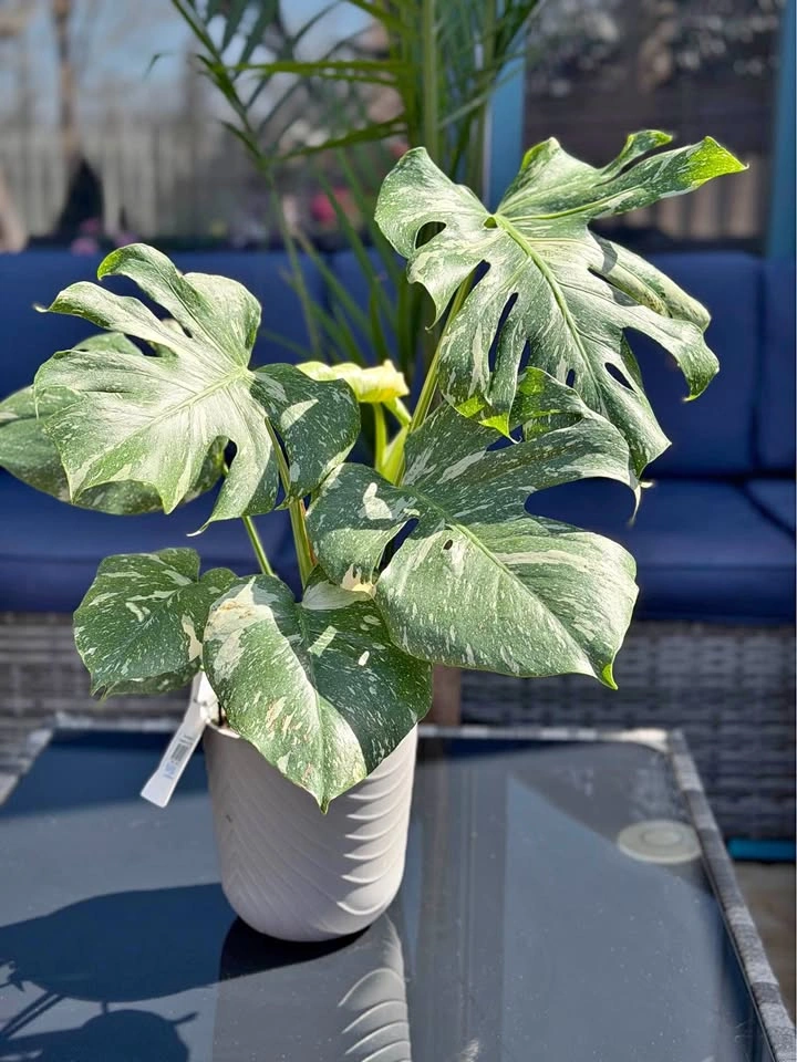 Monstera Thai Con