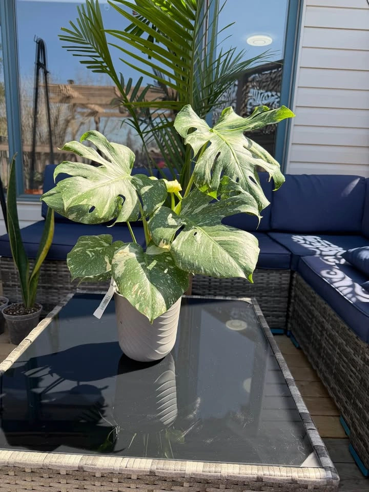 Monstera Thai Con - photo 2