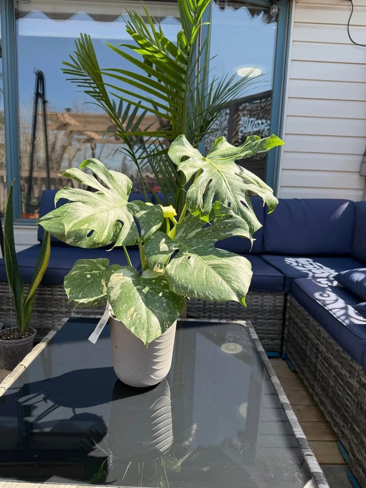Monstera Thai Con - photo 3