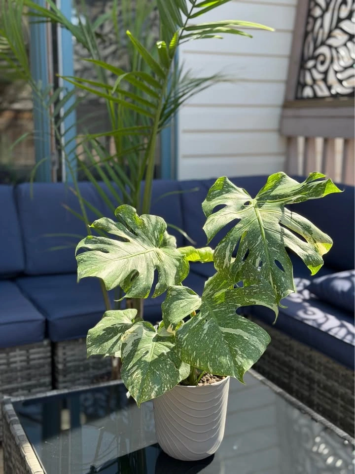 Monstera Thai Con - photo 4