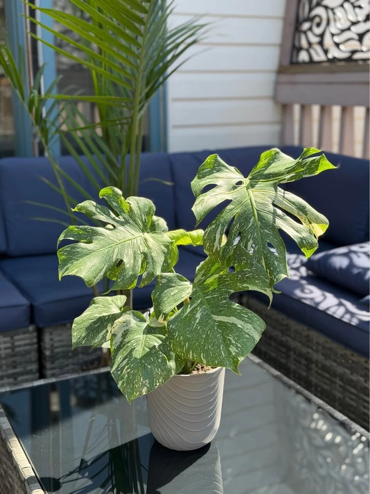 Monstera Thai Con - photo 5