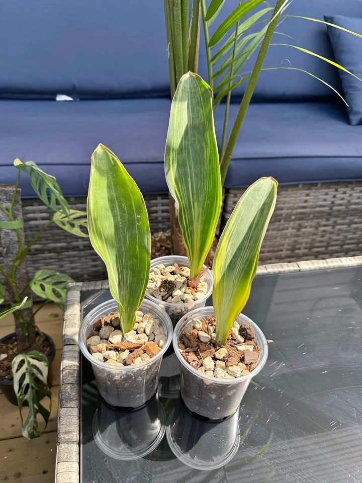 Sansevieria Variegated Whale fin