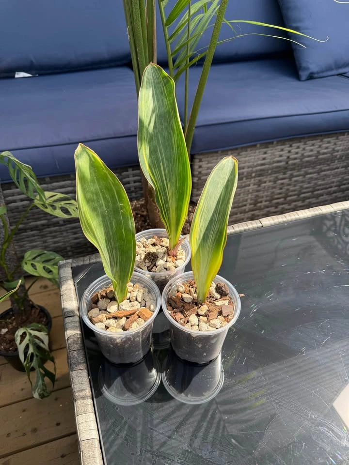 Sansevieria Variegated Whale fin - photo 2