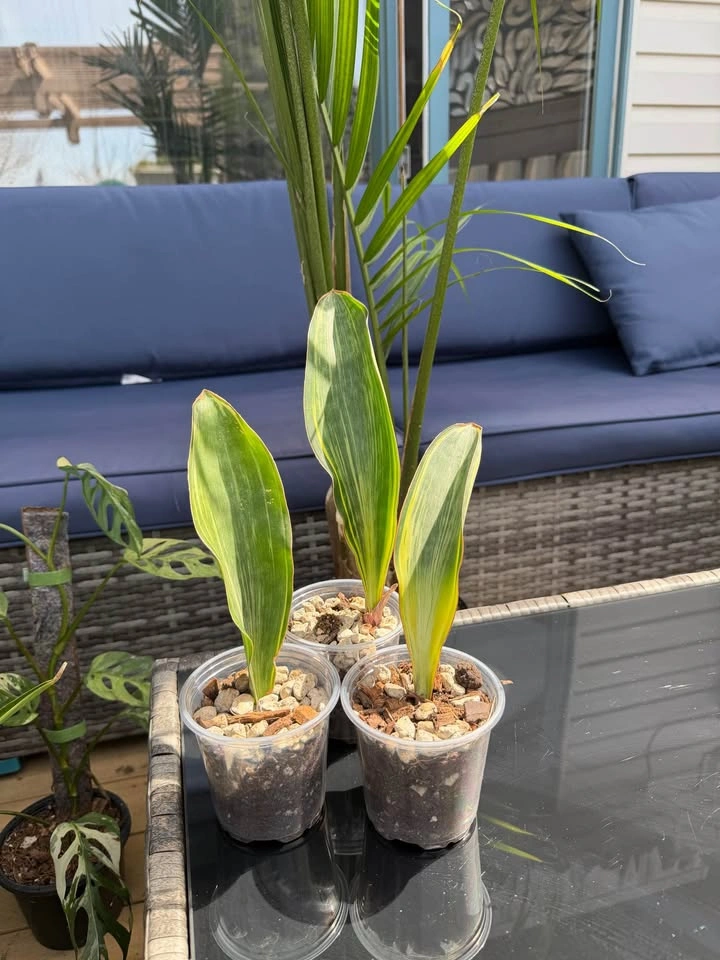 Sansevieria Variegated Whale fin - photo 3