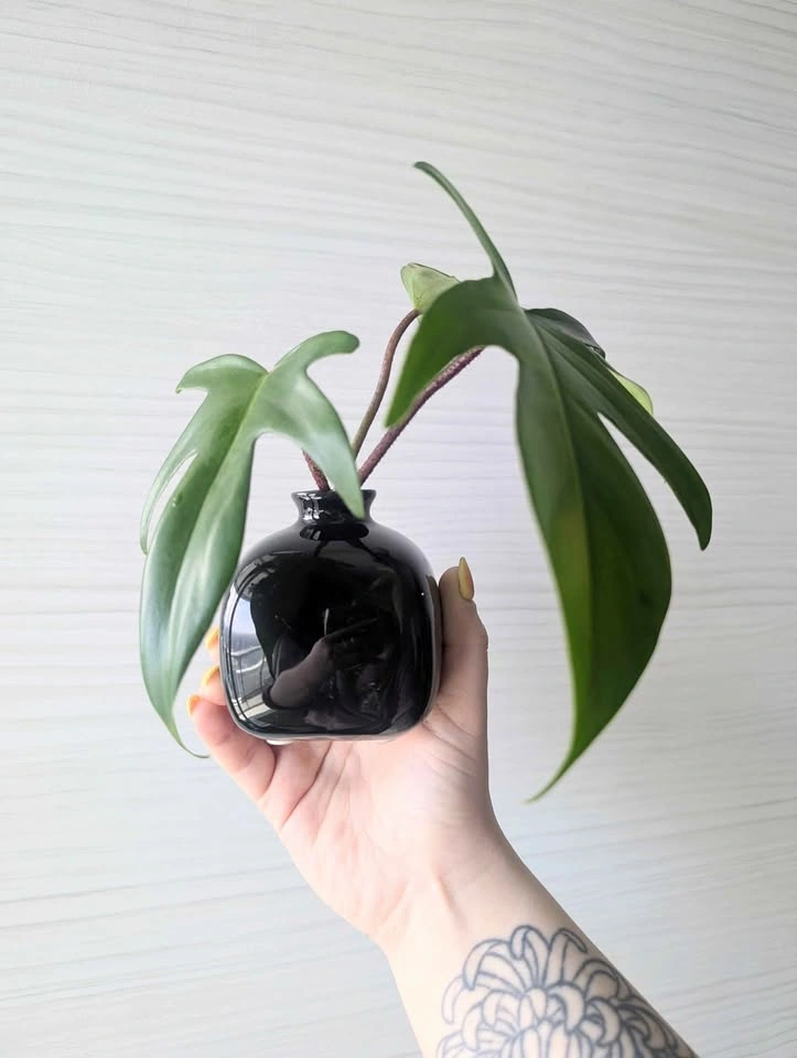 Philodendron 'Florida Green' Cuttings
