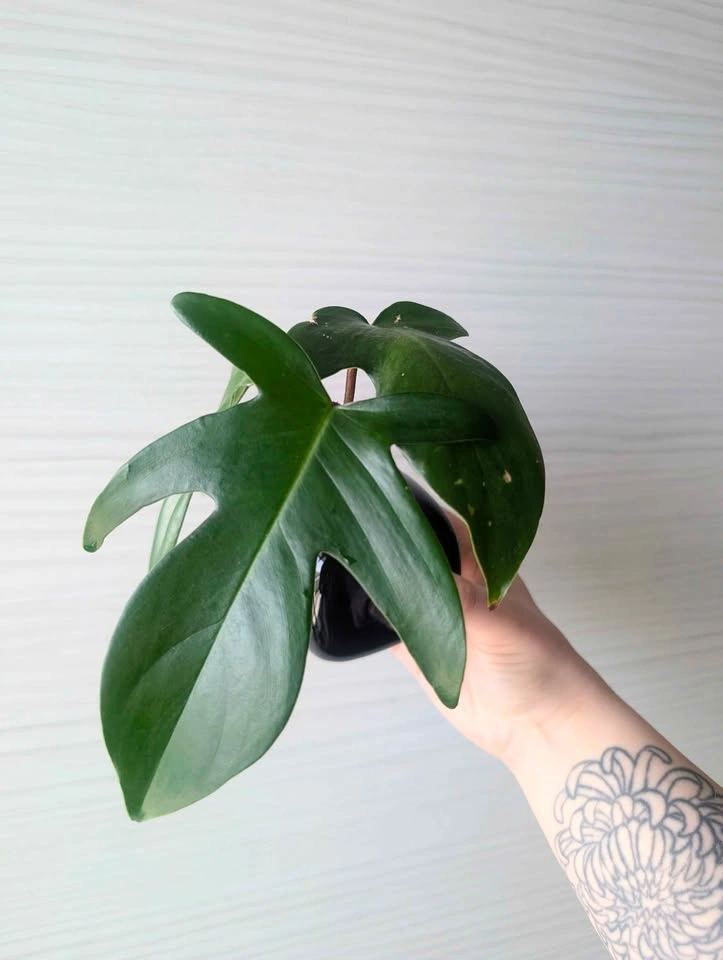 Philodendron 'Florida Green' Cuttings - photo 2