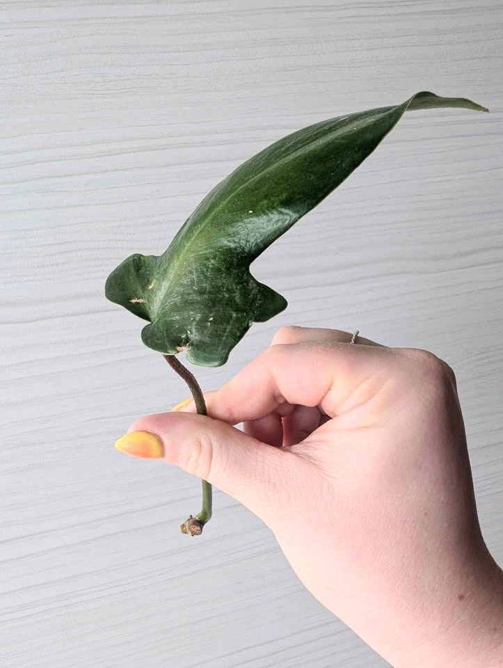 Philodendron 'Florida Green' Cuttings - photo 3