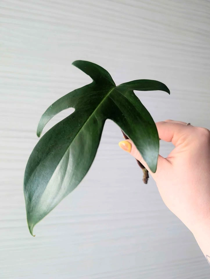 Philodendron 'Florida Green' Cuttings - photo 4