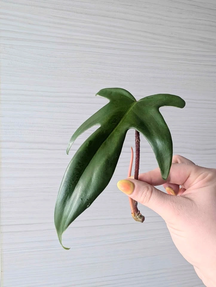 Philodendron 'Florida Green' Cuttings - photo 5