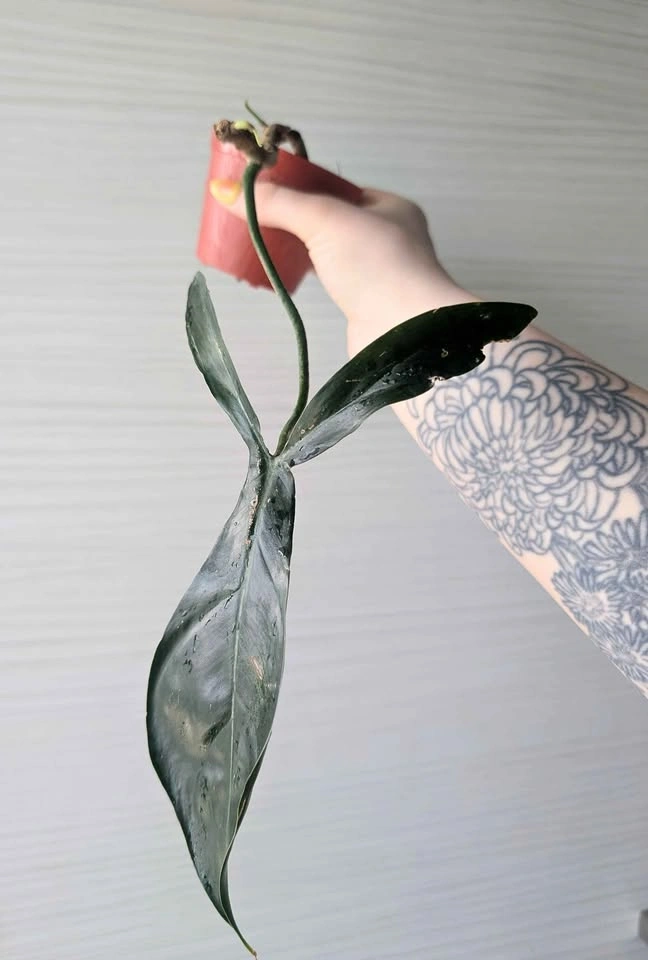 Philodendron 'Bette Waterbury' Plant