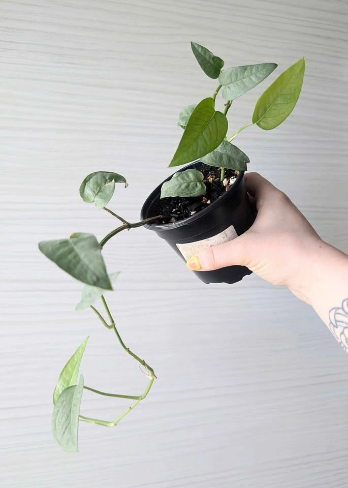 Cebu Blue Pothos Plants