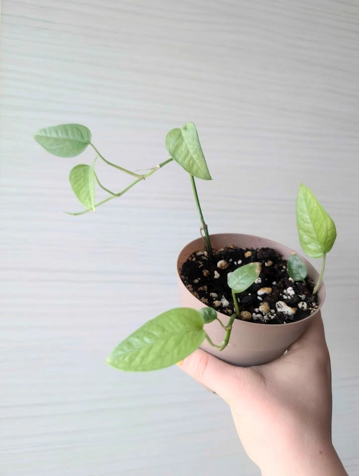 Cebu Blue Pothos Plants - photo 2