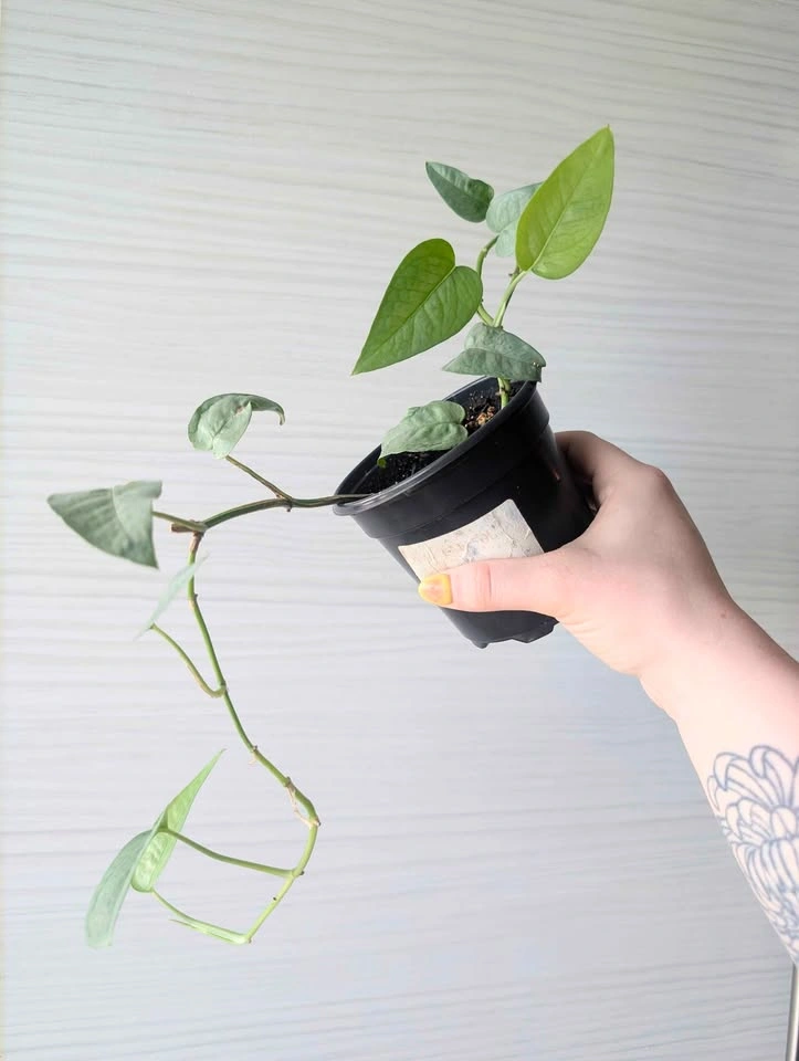 Cebu Blue Pothos Plants - photo 3