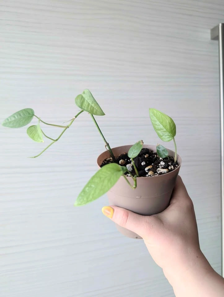 Cebu Blue Pothos Plants - photo 4